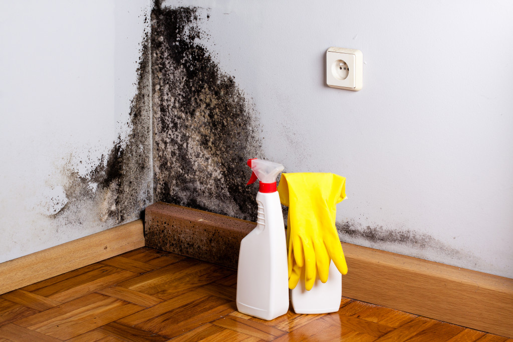 Mold growth in office